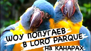 Шоу Попугаев на Тенерифе) Loro Parque ( Puerta de la cruz) Spain Лоро-Парк на Пуерта де ла Круз