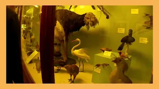 13.03.2024.Natural history museum(London)