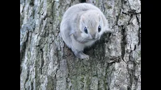 巣穴から出てくるエゾモモンガⅡ（Ezo flying squirrel）