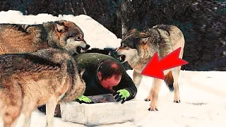 Раненый мужчина замерзал в лесу окруженный волками. Но дальше произошло невероятное!