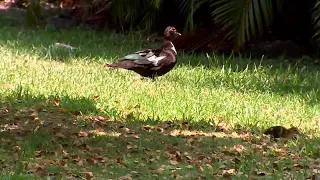 Residents concerned after several dead ducks found at North Miami neighborhood