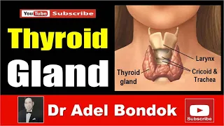 Anatomy of the Thyroid Gland, Dr Adel Bondok Making Anatomy Easy