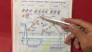 Dinámica folicular, ciclo estral y cambios hormonales en vacas