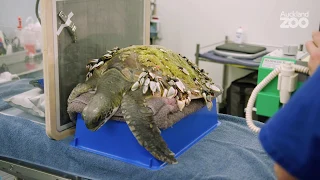 Plastic and twine found in endangered sea turtle patient
