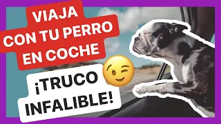 Los MEJORES TIPS para VIAJAR CON TU PERRO EN COCHE 🚗🐕  ➡️ 100% FUNCIONAL ✅