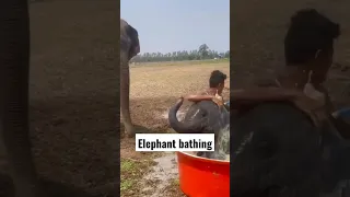 wow baby elephant bathing #elephant #nature