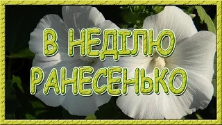 Українські пісні про кохання. В неділю ранесенько