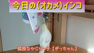 今日の（オカメ）インコ　孤独なかじりっ子【ぎっちゃん】