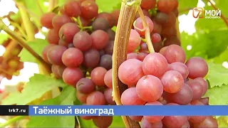 Красноярец на своём участке вырастил 50 сортов винограда