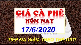 Giá cà phê hôm nay ngày 17/6/2020|Giá cà phê giảm tiếp 300 đồng/kg