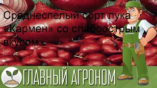 Среднеспелый сорт лука «Кармен» со слабоострым вкусом