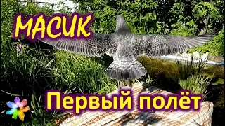 🐥🛬 #12 Птенец морской чайки учится летать