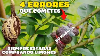 Estos 4 errores cometes al hacer un acodo aereo de limón - Nunca enraízan ni tendrás limones en casa