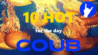 Hot Ten COUB for 26/03/2019