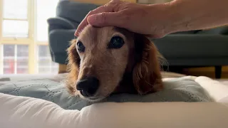 食べられるものが見つかった😊　16歳miniature Dachshund