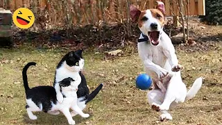 Funniest Animals 2024 🤣😅 New Funny Cats and Dogs Videos 😸🐶 Part 79