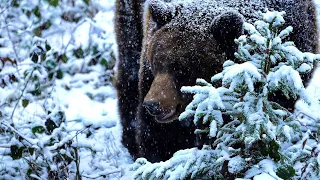 🐻🐻/Странный Медведь шатун/ Загадочный  случай в тайге/