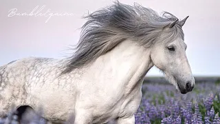 Home | Icelandic Horse Music Video