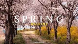 오솔길 따라 아름다운 벚꽃 터널이 있는 파도리 벚꽃길을 걸어보았습니다. 구례 파도리 벚꽃길, 자연 풍경과 자연 소리 | 4K 자연 힐링, 수면, 휴식