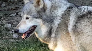 The Wolf Howl Wolves in September 2017