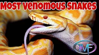Top 10 MOST VENOMOUS SNAKES in the World