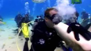 Shark Bites Diver