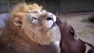 Dog and Lion Friendship Video