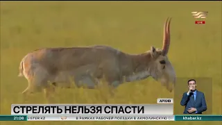 Сельчане жалуются на многочисленность степных антилоп в ЗКО