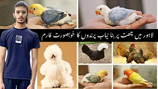 Visit Birds Breeding Setup|| Lovebirds Farm in Lahore|| Birds Business|| Business from Home.. Part 1