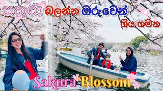Cherry Blossom in Tokyo 2022🌸 Sakura Viewing Boat Tour | Day in the Life | Life in Japan #sakura #4K
