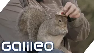 Eine Autistin und ihr Eichhörnchen: Das steckt hinter der Freundschaft | Galileo | ProSieben
