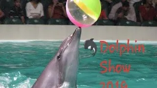 🐬 Dubai dolphinarium show 2019 ll Dolphin show in dubai creek park ll Ep:1