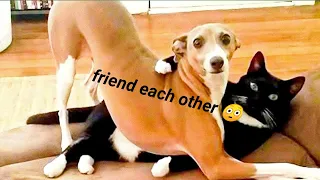 Funny Cats And Dogs Videos 😁 - BEST Funny Animal Videos 2024 🥰 Part 145 @petcollective