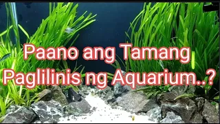 Clean Your Aquarium (The Right Way)