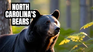 The Rise Of Black Bears In North Carolina