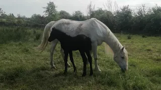 Our new foal. Connemara ponies grazing the regenerative farming way