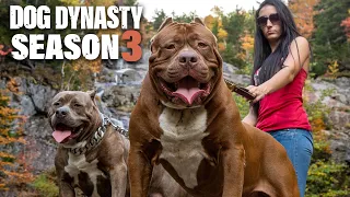 Dog Dynasty: Entire Season 3 (1 Hour 20 Min)