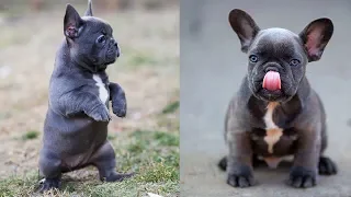 Cutest French Bulldogs - Funny and cute French bulldog Compilation # 2| 2019