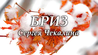 Бриз - Сергея Чекалина