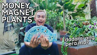 PLANTS THAT CAN STRONGLY ATTRACT MONEY | YAYAMAN KA DAW?