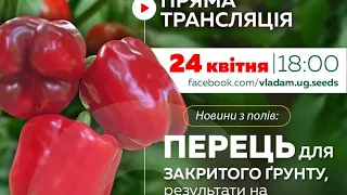 Перець для закритого ґрунту 🌶