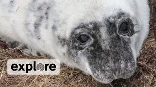 NOAA Gray Seal Expert Stephanie Wood  | EXPLORE LIVE CHAT