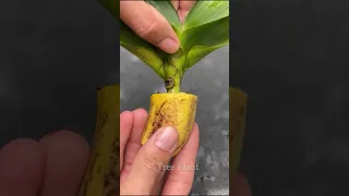 How to stimulate roots for orchids with bananas