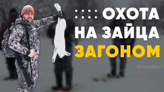 ОХОТА НА ЗАЙЦА ЗАГОНОМ! ДОБЫЛИ НЕ ТО ЧТО ЖДАЛИ!