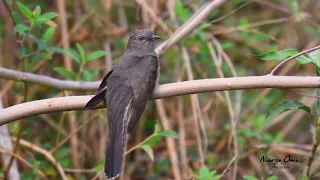 plaintive cuckoo