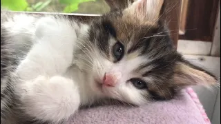 6-week-old kittens at rescue shelter