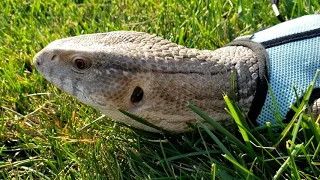 ARE SAVANNAH MONITORS GOOD PETS? DO THEY STAY TAMED?