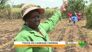 Kilimo Na Biashara |  Cabbage Farming