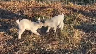 Baby goats at Melville Acres