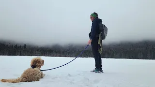 Wandering Around The White Mountains in Winter with my Dog ❄